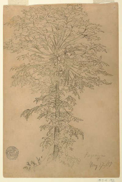Albero di papaya con frutti maturi da Frederic Edwin Church